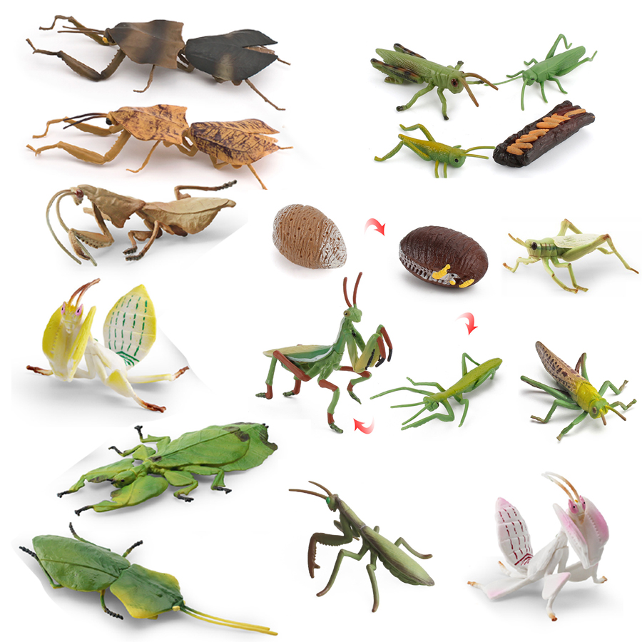 Model Figur Serangga Daun Raks - Kids Education Picture ulasan dan harga